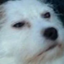 dogsonline-blog avatar