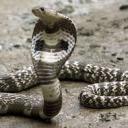 dollydippindots-rev avatar