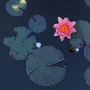 dolorecosmico avatar