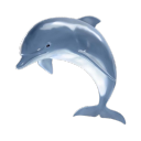 dolphins-girl avatar