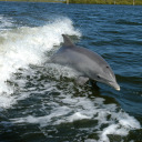 dolphinsanddauphins avatar