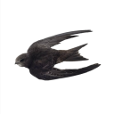 donnainnominata avatar