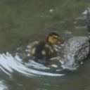 dont-bother-me-im-rping avatar