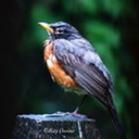 dont-forget-your-camera avatar