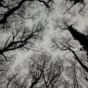 dontcallpanic avatar