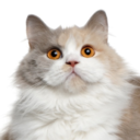 donteatthedinosaur avatar