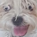 donteatthetacos avatar