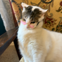 donttalkaboutfightclub avatar