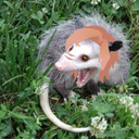 donttouchmycomb avatar