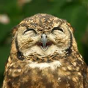 dontwanttotapdance avatar