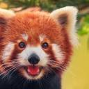 donutredpanda avatar