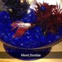 doobiethecutestbetafish avatar