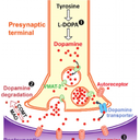 dopaminergicvessicles avatar