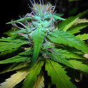 dopestweedstrains-blog avatar