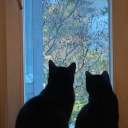 doras-fandomworld avatar