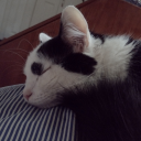 dorkydoodlebug avatar