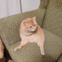 dormouseinatrenchcoat avatar