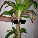 douchebagplants avatar