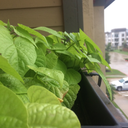 dramabeansoup avatar