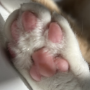 drawingfakecats avatar