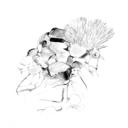 drawings-lines-and-sinkers avatar