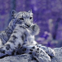 dreadful-windandrain avatar