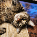 dreadheadinyolobby avatar