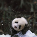 dreaming-of-our-moon-blog avatar