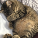 dreaming-up-reality avatar