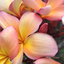 dreamingforhope avatar