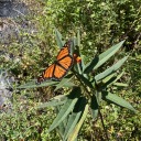 dreamingincyberspace avatar