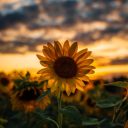 dreamingofdinos avatar