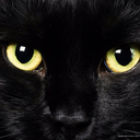 dreamsblackcat avatar