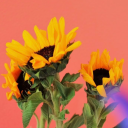 dreamsiinparadise avatar