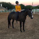 dreamsofdressage avatar