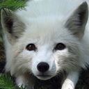 dreamsoffancifulcreatures avatar