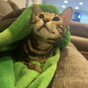 dreamthebeloved avatar