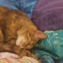 dreamwithoutreason avatar