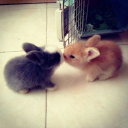 dreamy-bunny-maiden-2010 avatar