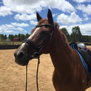 dressage-with-my-sassy-chestnuts avatar