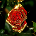 dried-roses-blog avatar