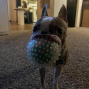 dropoutbeatle avatar