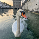 drowningintheatlantic avatar