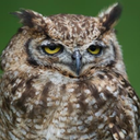 drowsynightowl avatar