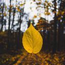 dryadofthewood avatar