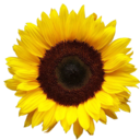 dubstepmaster01 avatar