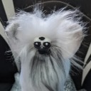 duchess-evelyn-furb avatar