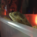 duck-duck-dragon avatar