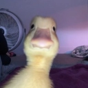 duck-offical avatar