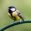 duckduckgreattit avatar